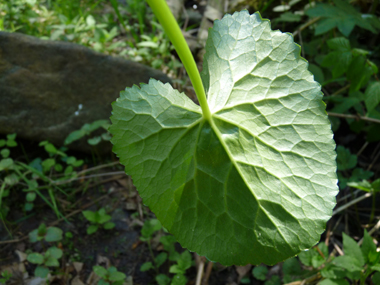 Feuilles basilaires possédant un limbe arrondi et crénelé porté par un long pétiole tandis que les supérieures sont sessiles. Agrandir dans une nouvelle fenêtre (ou onglet)